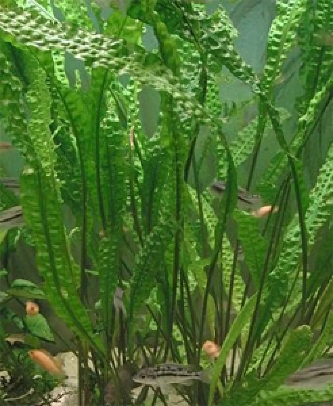 Discount Cryptocoryne aponogetifolia (Hammerslået) Akvarieplanter