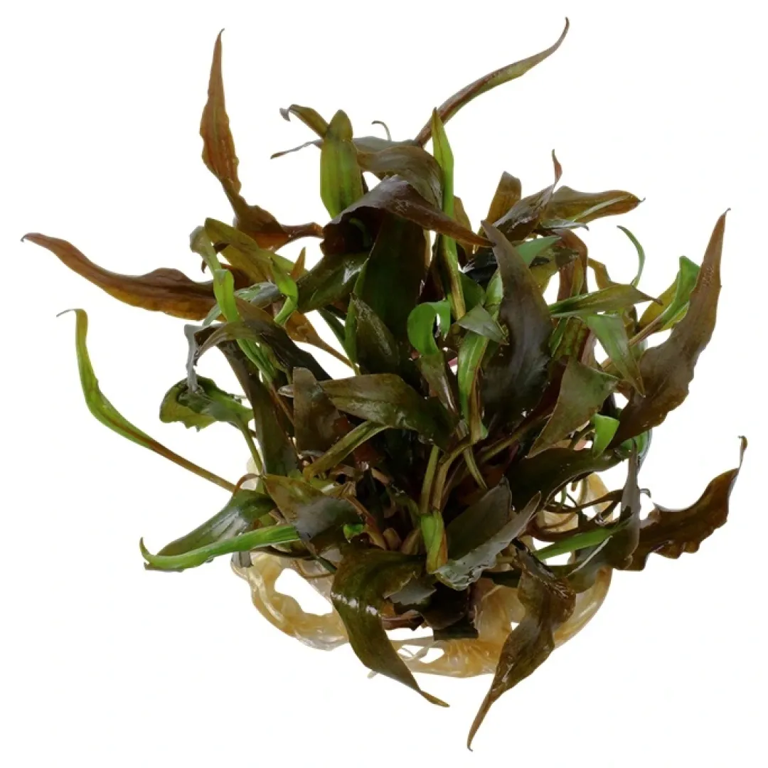 Hot Cryptocoryne undulata Broad Leaf 1-2-GROW Akvarieplanter
