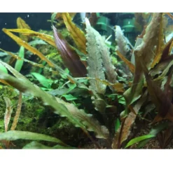 Hot Cryptocoryne undulata Broad Leaf 1-2-GROW Akvarieplanter