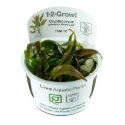 Hot Cryptocoryne undulata Broad Leaf 1-2-GROW Akvarieplanter
