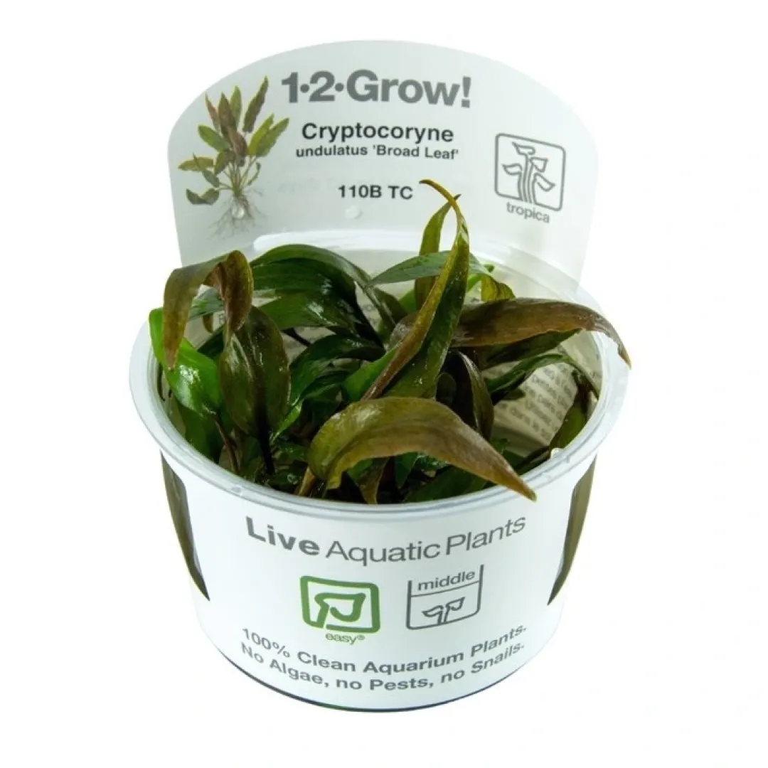 Hot Cryptocoryne undulata Broad Leaf 1-2-GROW Akvarieplanter