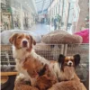 Online Cushion Krems fluffy rund hundeseng large mørkebrun Hundesenge Og Kurve Til Hunde - Bløde Og Komfortable|Sovepladser Til Hvalpe - Hundesenge, Kølemåtter Og Trygge Hvilesteder