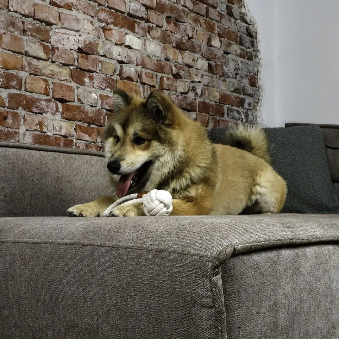 Sale D&D Home Harper Ball L 27 cm Natur Knudereb 15 mm - hundelegetøj Hundelegetøj Til Alle Hunde Leg Og Aktivering Året Rundt|Legetøj Til Hvalpe - Sjov Leg, Aktivering Og Tryghed Fra Første Dag