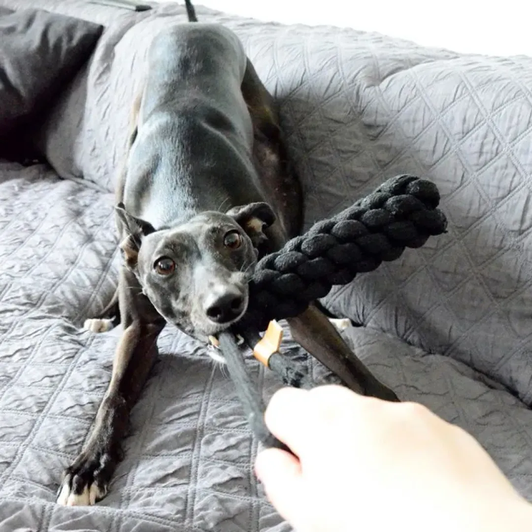 New D&D Home Kurt 36 cm Sort Knudereb 10 mm - hundelegetøj Hundelegetøj Til Alle Hunde Leg Og Aktivering Året Rundt|Legetøj Til Hvalpe - Sjov Leg, Aktivering Og Tryghed Fra Første Dag