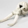 Discount Decor elefant kranie Aquascaping|Dekoration Til Terrarier