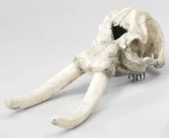 Discount Decor elefant kranie Aquascaping|Dekoration Til Terrarier