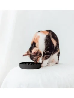 Best Bambus Katte foderskål Slow Feeder Dark grey Mad- Og Vandskåle Til Katte