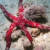 Outlet Echinaster Luzonicus Søstjerne Lilla og rødlig Anemone, Bløddyr Og Snegle Til Saltvand