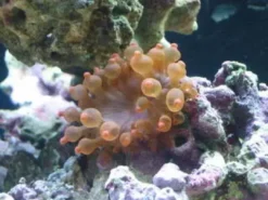 Online Entacmaea quadricolor Anemone Mix Farver Anemone, Bløddyr Og Snegle Til Saltvand