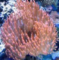 Entacmaea Quadricolor Anemone Anemone, Bløddyr Og Snegle Til Saltvand