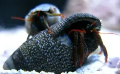 Hot Eramitkrebs Clibanarius spp Anemone, Bløddyr Og Snegle Til Saltvand