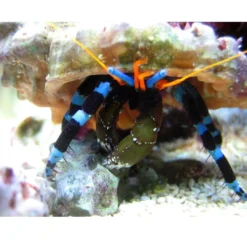 Sale Eremitkrebs Calcinus Elegans Anemone, Bløddyr Og Snegle Til Saltvand