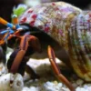 Hot Eremitkrebs (Calcinus Laevimanus) Anemone, Bløddyr Og Snegle Til Saltvand