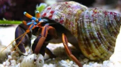 Hot Eremitkrebs (Calcinus Laevimanus) Anemone, Bløddyr Og Snegle Til Saltvand