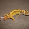 Online Eublepharis macularius Bell albino Leopardgekko Krybdyr