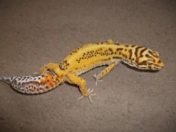 Online Eublepharis macularius Bell albino Leopardgekko Krybdyr