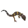 Sale Eublepharis macularius Designer Leopardgekko - small/unger Krybdyr