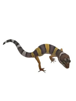 Sale Eublepharis macularius Designer Leopardgekko - small/unger Krybdyr