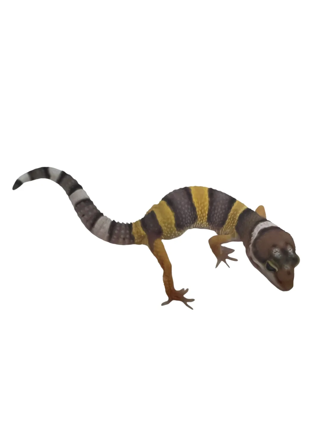 Sale Eublepharis macularius Designer Leopardgekko - small/unger Krybdyr
