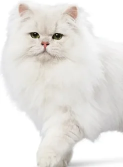Hot Ever Clean Multiple Cat Kattegrus 10 L Kattetoiletter Og Kattegrus|Killingetoilet Og Grus Til Killinger - Nem Renlighed Fra Start