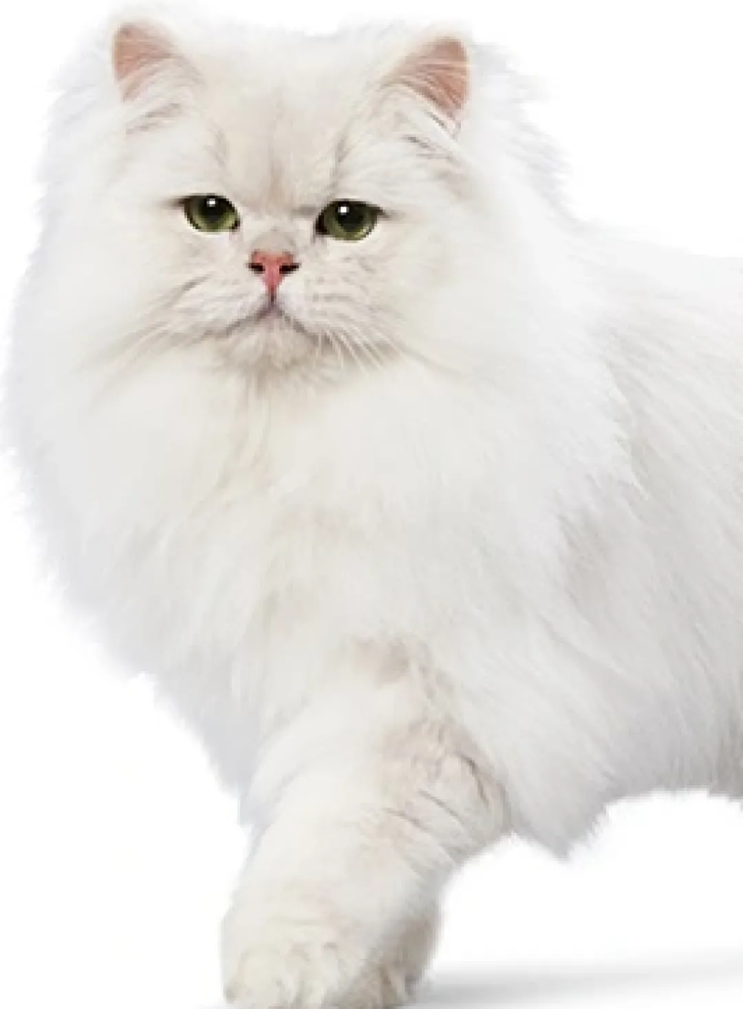 Hot Ever Clean Multiple Cat Kattegrus 10 L Kattetoiletter Og Kattegrus|Killingetoilet Og Grus Til Killinger - Nem Renlighed Fra Start
