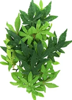 Clearance Exo Terra Abuliton medium Terrarieplanter