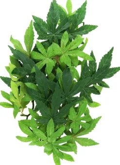 Exo Terra Abutilon lille Terrarieplanter