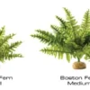 Online Exo Terra Boston Fern (medium) Terrarieplanter