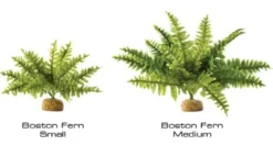 Online Exo Terra Boston Fern (medium) Terrarieplanter