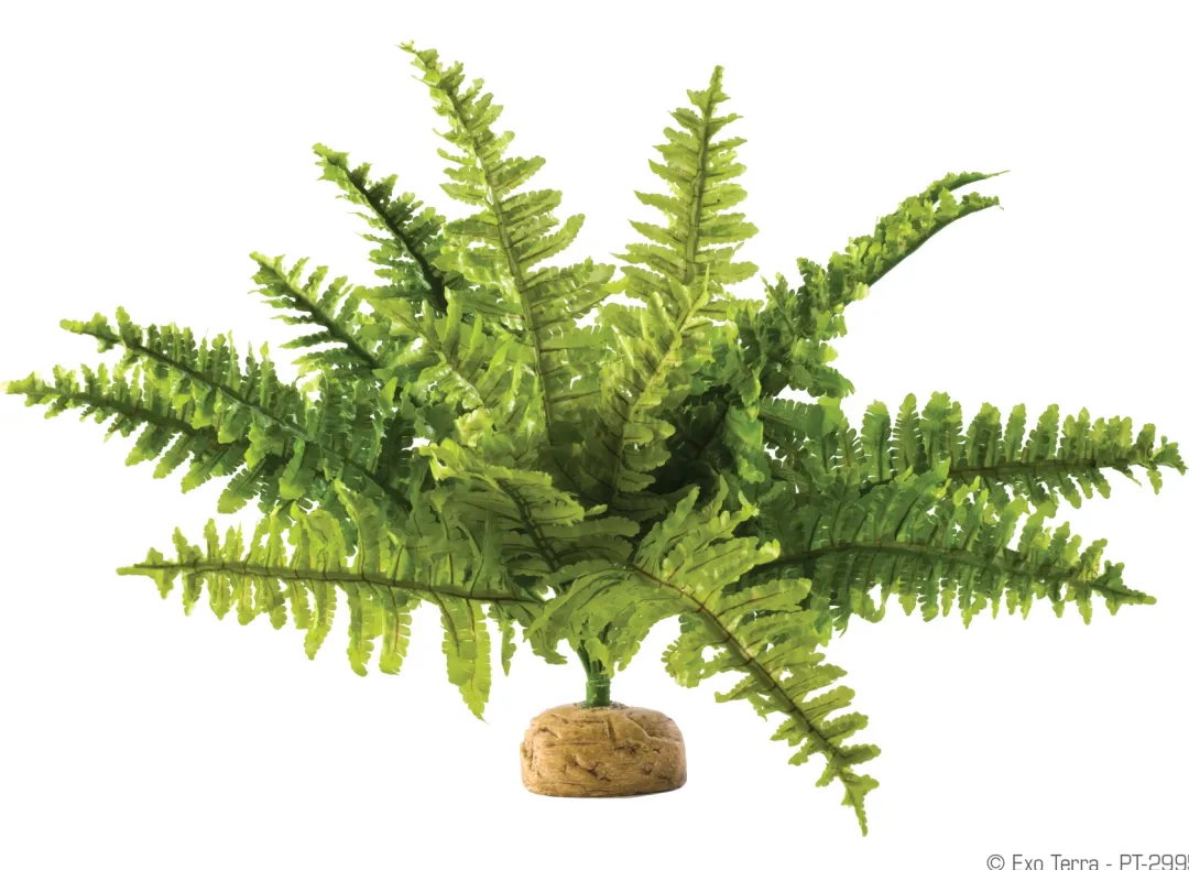 Online Exo Terra Boston Fern (medium) Terrarieplanter
