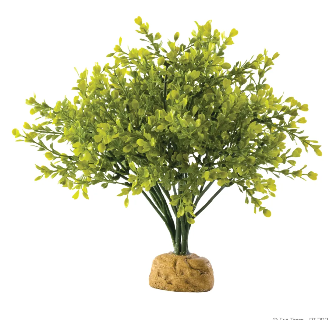 Discount Exo Terra Boxwood bush Terrarieplanter