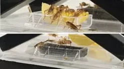 New Exo Terra Cricket Pen stor Terrarier Og Terrarielamper|Foder & Vitaminer Til Krybdyr