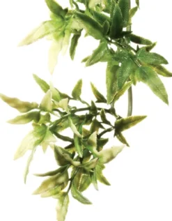Exo Terra Croton medium Terrarieplanter
