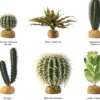 Clearance Exo Terra Finger Kaktus Terrarieplanter