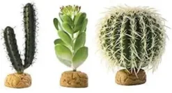 Clearance Exo Terra Finger Kaktus Terrarieplanter