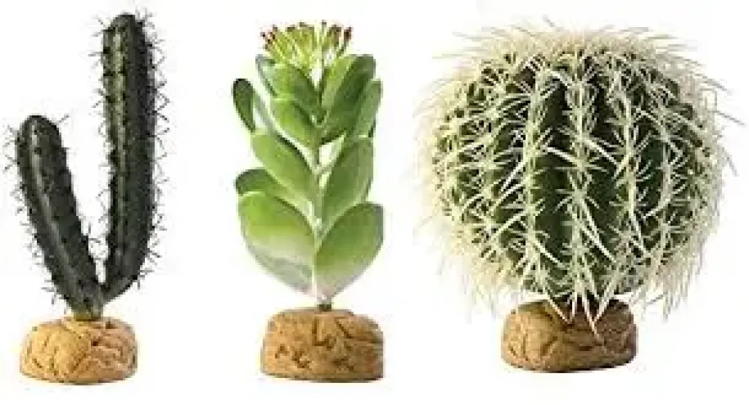 Clearance Exo Terra Finger Kaktus Terrarieplanter