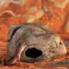 Hot Exo Terra Gecko Hule medium Huler Til Terrarier