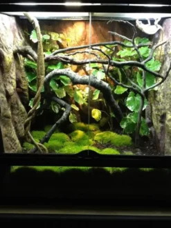 Sale Exo Terra Jungle Træ stor Terrarieplanter