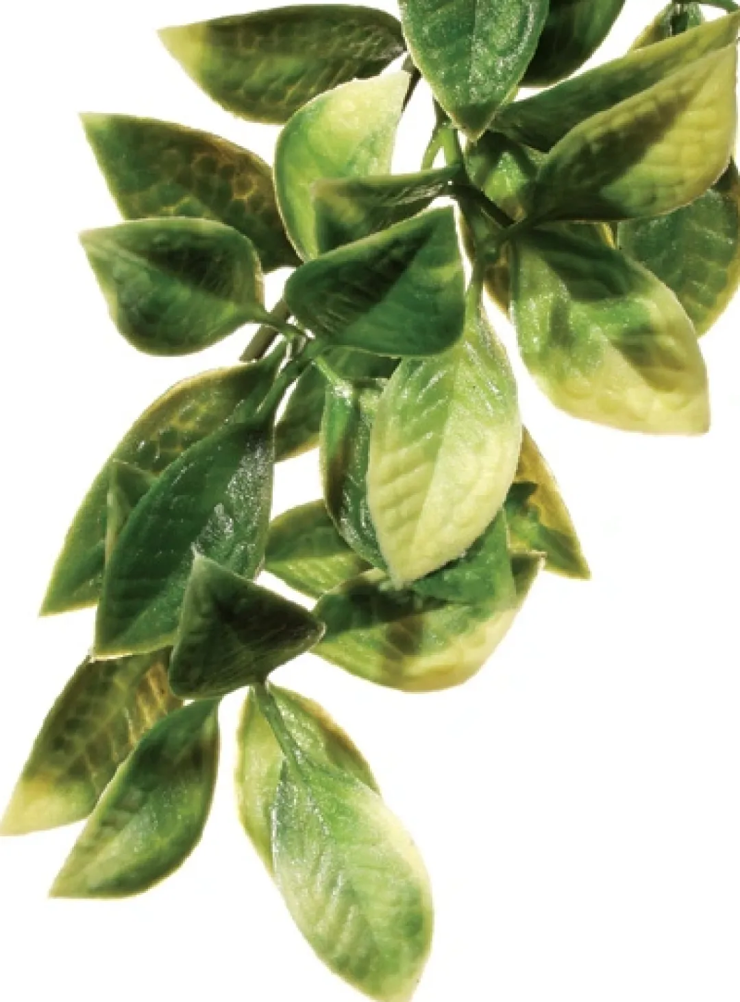 Sale Exo Terra Mandarin lille Terrarieplanter