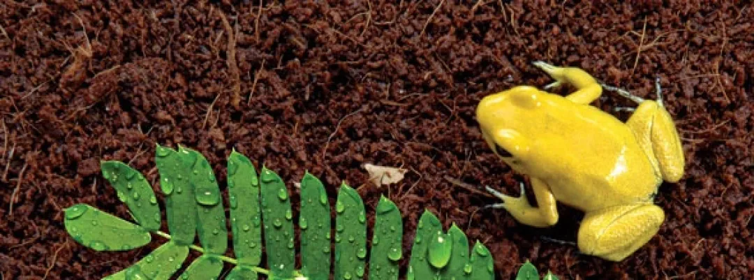 New Exo Terra Plantation Soil 650 g Dekoration Til Terrarier