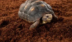 Sale Exo Terra Plantation Soil 650 g x 3 Dekoration Til Terrarier