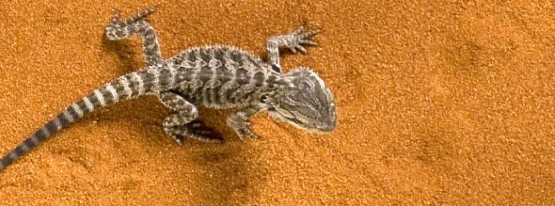 Exo Terra Rød Desert sand 4,5 kg Dekoration Til Terrarier