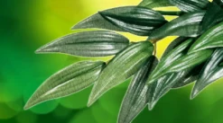 New Exo Terra Ruscus lille Terrarieplanter