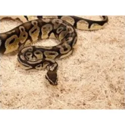 Best Exo Terra Snake Bedding 8,8 L Dekoration Til Terrarier