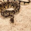 New Exo Terra Snake Bedding 26,4 L Dekoration Til Terrarier