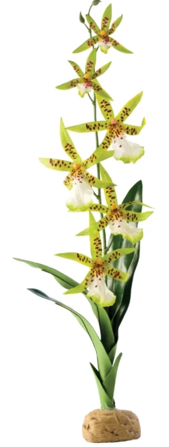 Outlet Exo Terra Spider Orkide Terrarieplanter