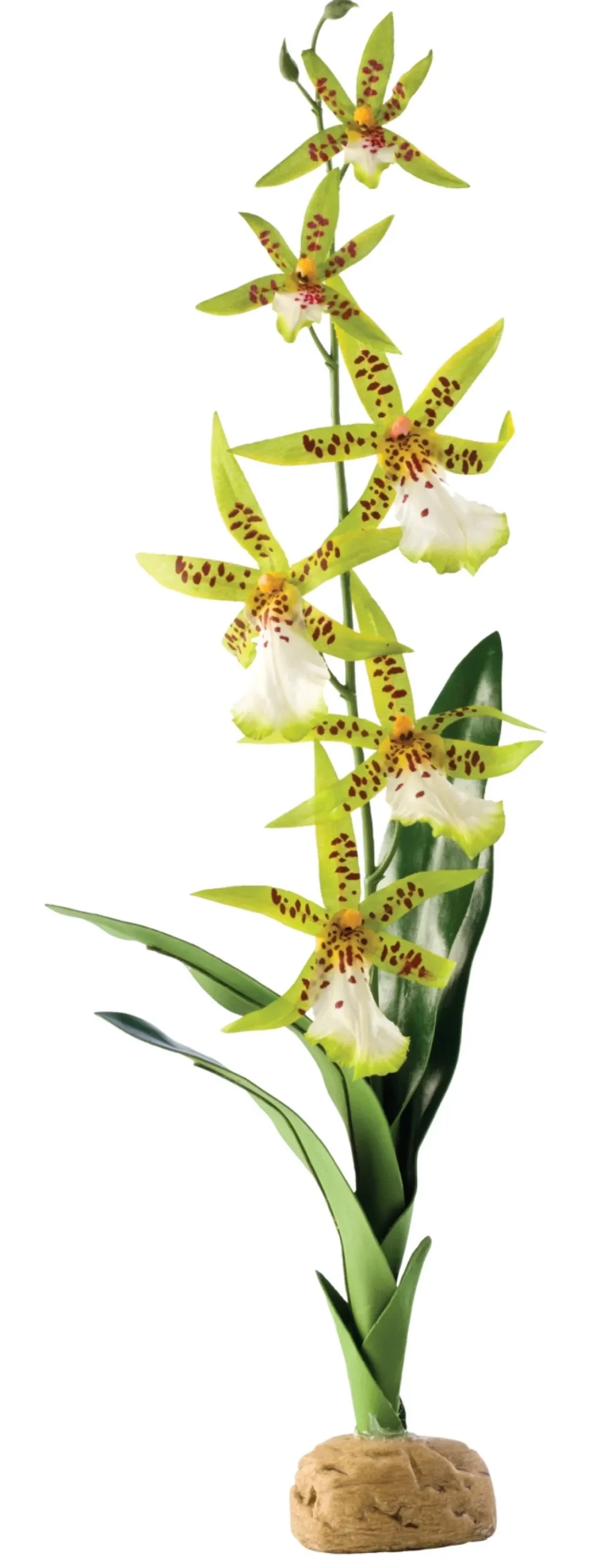 Outlet Exo Terra Spider Orkide Terrarieplanter