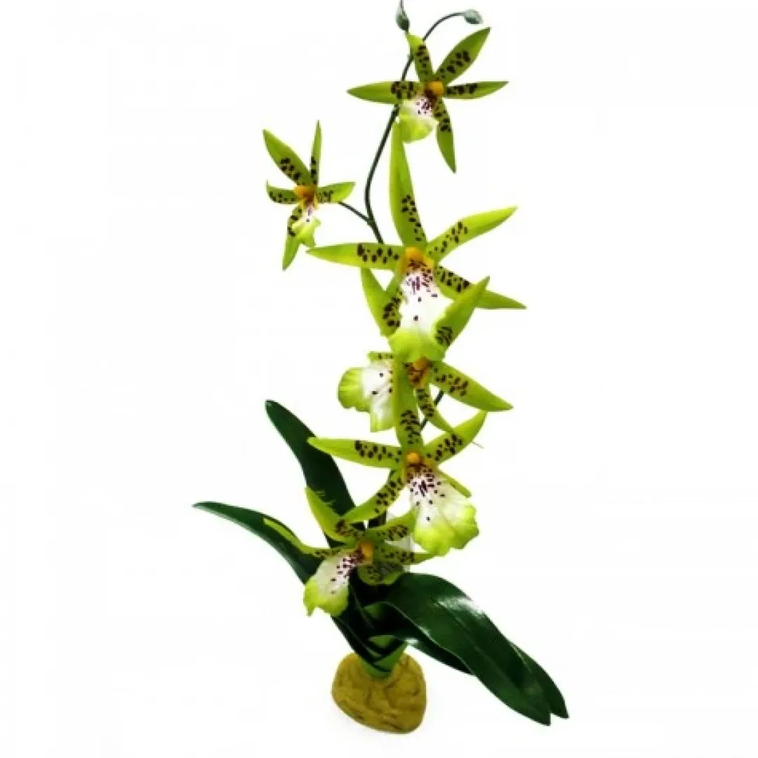 Outlet Exo Terra Spider Orkide Terrarieplanter