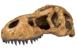 Clearance Exo Terra T-REX Kranie Dekoration Til Terrarier