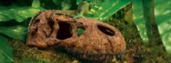 Clearance Exo Terra T-REX Kranie Dekoration Til Terrarier